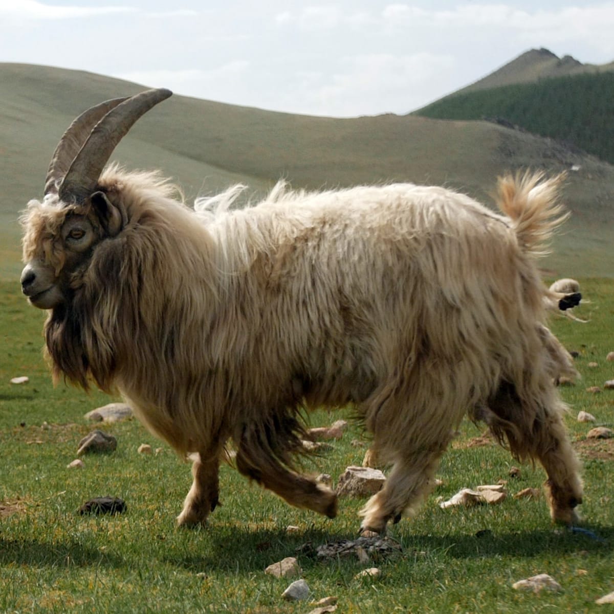 Cashmere goat